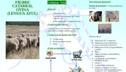 llengua blava o febre catarral ovina