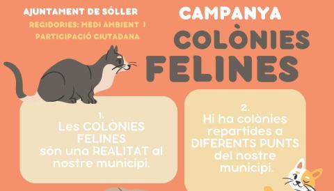 colònies felines